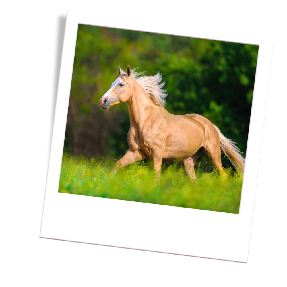 palomino horse colour
