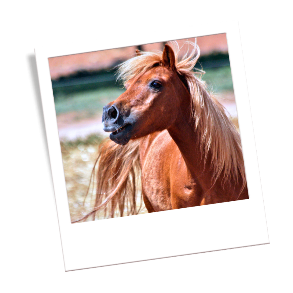 chestnut-horse-colour