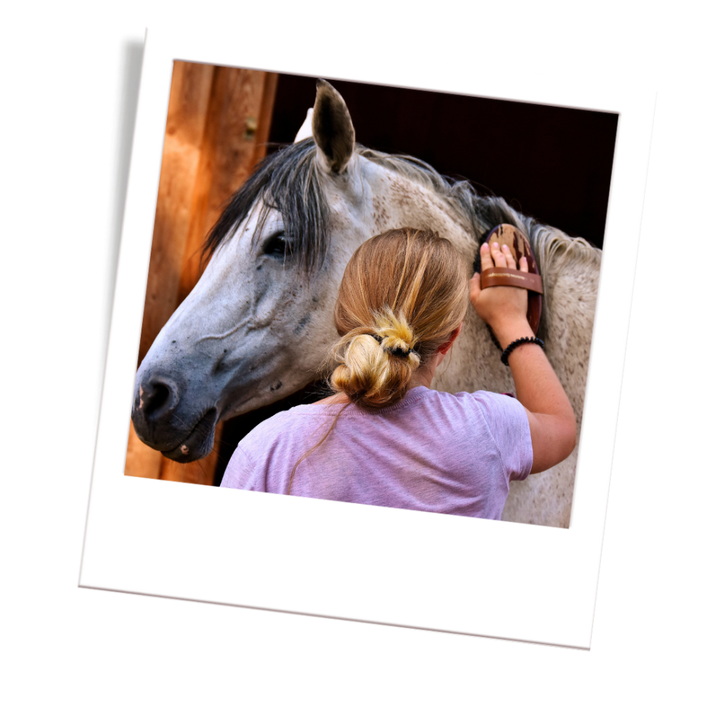 grey horse colour