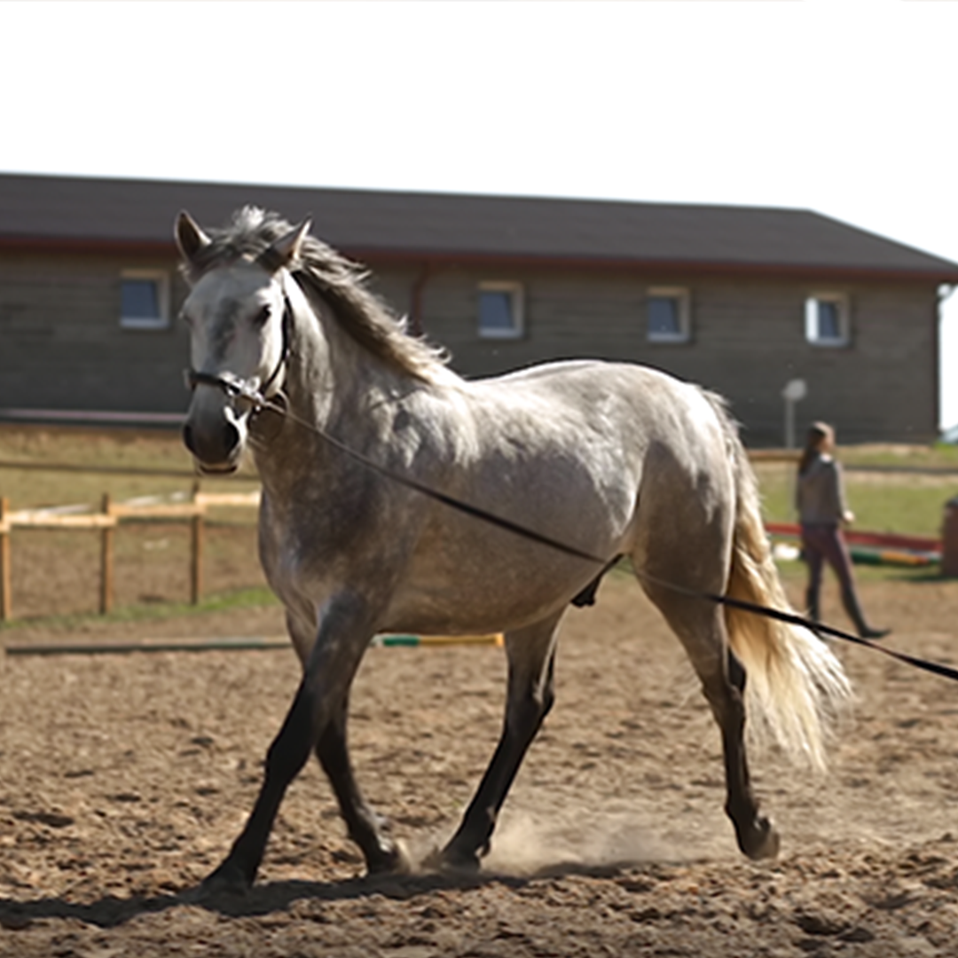3 Lunging Aids For Horses & Best Steps To Use Them Correctly